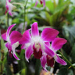 Meet your Posher, Annika